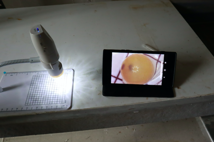 Uovo embrionato di trota nativa osservato al microscopio digitale