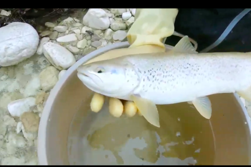 The mimicry of the trout of Molise