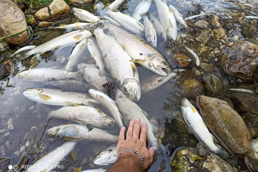 Moria di pesci nel fiume Cavaliere