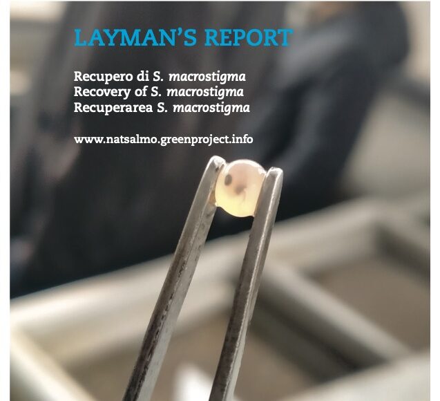 Layman’s report